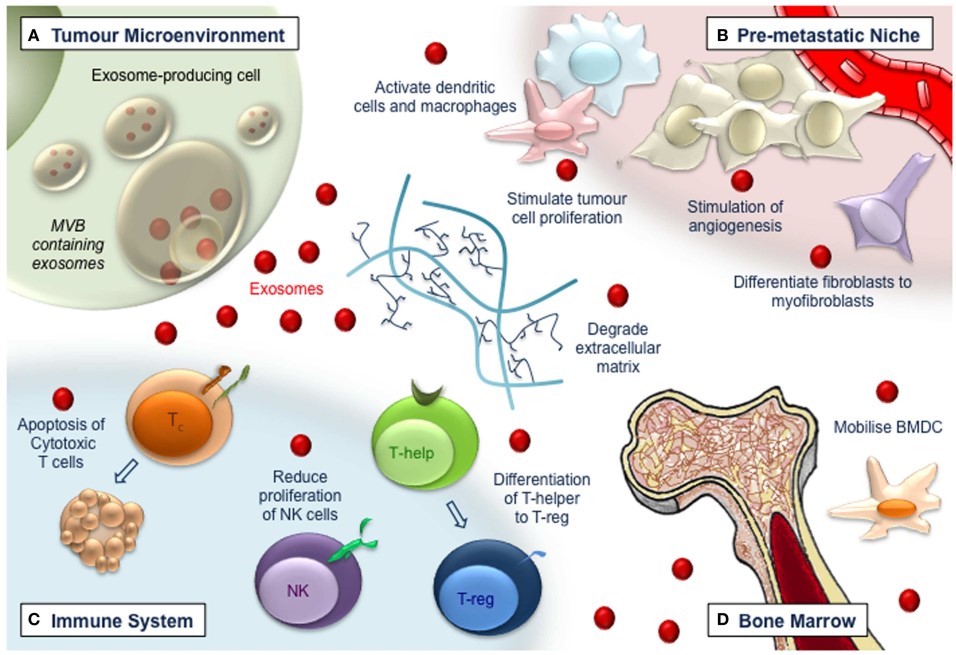 LDH Cytotoxicity Assay